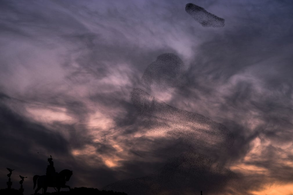 Đàn chim sáo đá bay trên bầu trời khi màn đêm bắt đầu buông xuống ở thành phố Rome, Italia. (Nguồn Guardian)