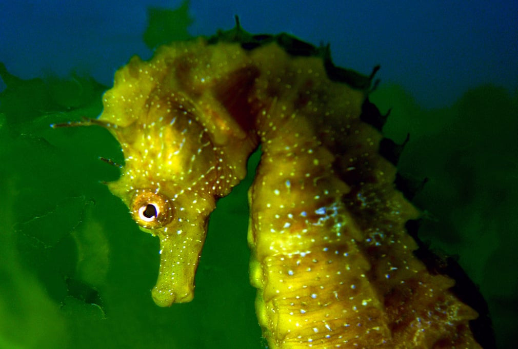 Cá ngựa mõm dài bơi dưới biển ở ngoài khơi Mare Piccolo, Taranto, Italia. (Nguồn Guardian)