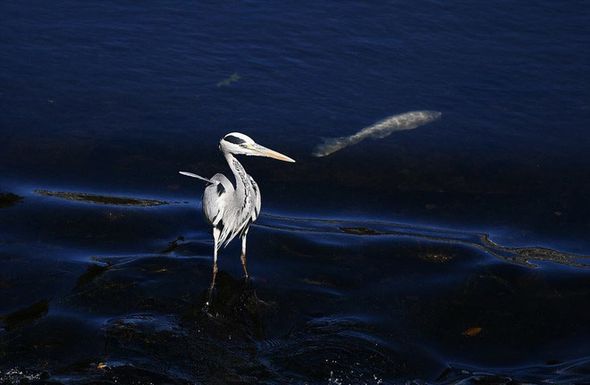 Chim diệc kiếm ăn dưới sông ở thành phố Kumamoto, Nhật Bản. (Nguồn Guardian)