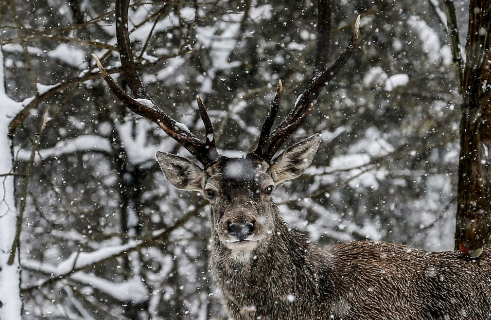 Hươu đỏ đứng dưới mưa tuyết trong công viên Polonezköy ở Istanbul, Thổ Nhĩ Kỳ. (Nguồn Guardian)