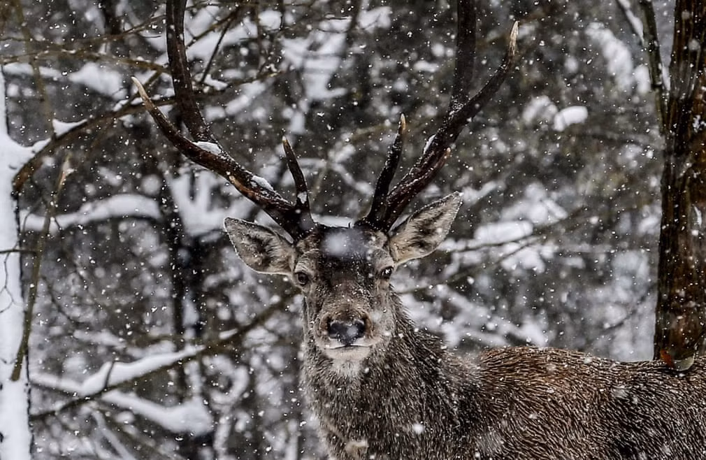 Hươu đỏ đứng dưới mưa tuyết trong công viên Polonezköy ở Istanbul, Thổ Nhĩ Kỳ. (Nguồn Guardian)