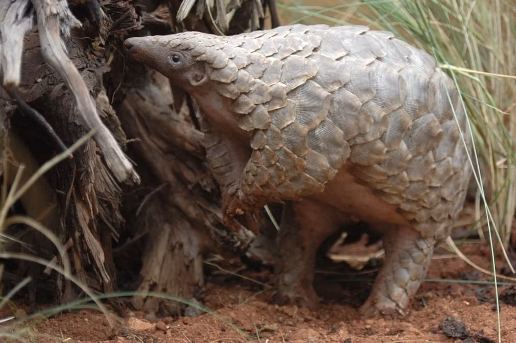 Tê tê kiếm ăn trong môi trường hoang dã ở Zimbabwe. (Nguồn Guardian)