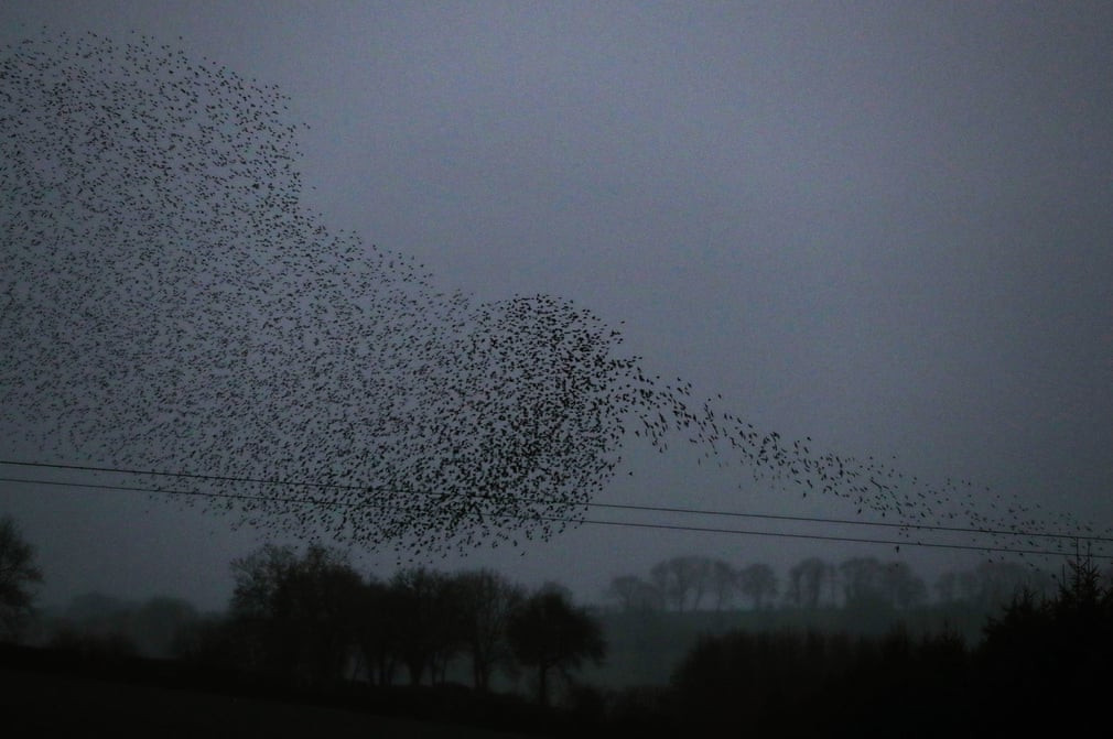 Đàn chim sáo đá bay trên bầu trời gần ngôi làng Nobber ở Meath, Ireland. (Nguồn Guardian)