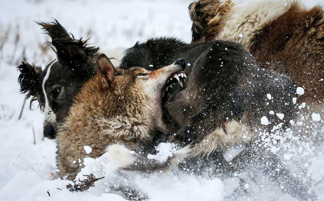 Hình ảnh động vật ấn tượng ghi cảnh sói cắn lại chó săn khi bị chúng tấn công trong một cuộc đi săn ở ngoại ô thành phố Almaty, Kazakhstan. (Nguồn Guardian)