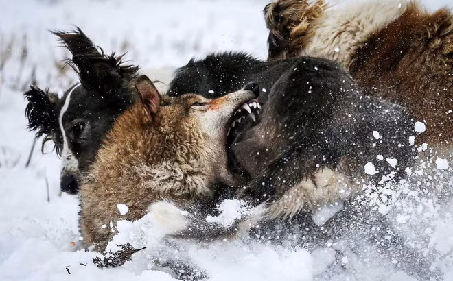 Hình ảnh động vật ấn tượng ghi cảnh sói cắn lại chó săn khi bị chúng tấn công trong một cuộc đi săn ở ngoại ô thành phố Almaty, Kazakhstan. (Nguồn Guardian)