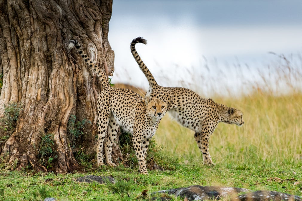 Cặp báo đánh dấu lãnh địa của chúng trên đồng cỏ ở Masai Mara, Kenya. (Nguồn Guardian)