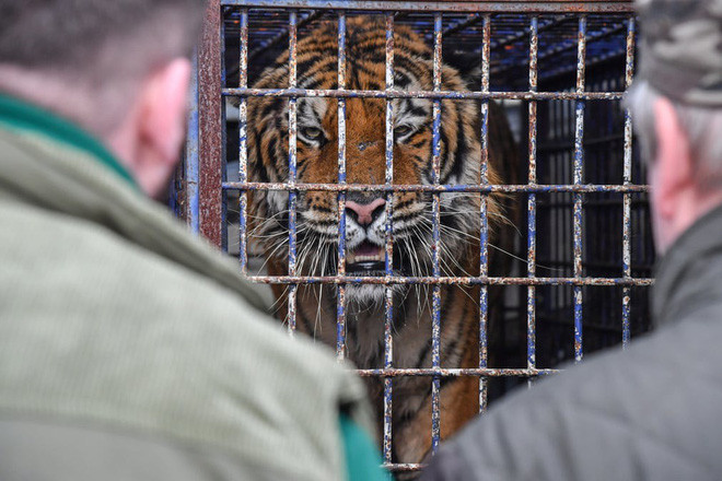 Một trong số 9 con hổ vận chuyển trái phép từ Italia được phát hiện trên một xe tải ở thành phố Koroszczyn, Ba Lan. (Nguồn Guardian)