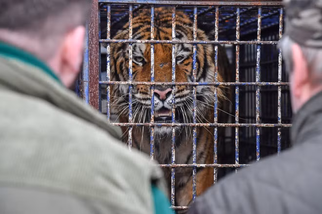 Một trong số 9 con hổ vận chuyển trái phép từ Italia được phát hiện trên một xe tải ở thành phố Koroszczyn, Ba Lan. (Nguồn Guardian)