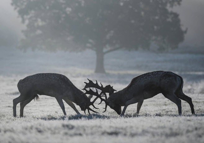 Cặp hươu quyết chiến trên cánh đồng cỏ phủ đầy sương muối trong công viên Richmond ở London, Anh. (Nguồn Guardian)