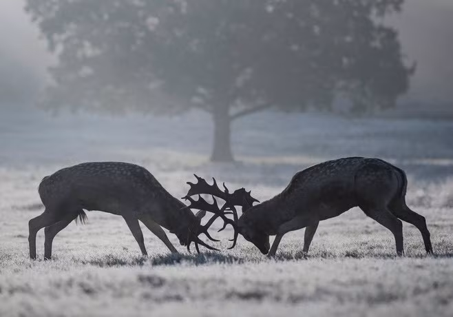 Cặp hươu quyết chiến trên cánh đồng cỏ phủ đầy sương muối trong công viên Richmond ở London, Anh. (Nguồn Guardian)