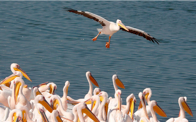 Đàn chim bồ nông kiếm ăn tại một hồ nước ở Mishmar HaSharon, Israel. (Nguồn Guardian)