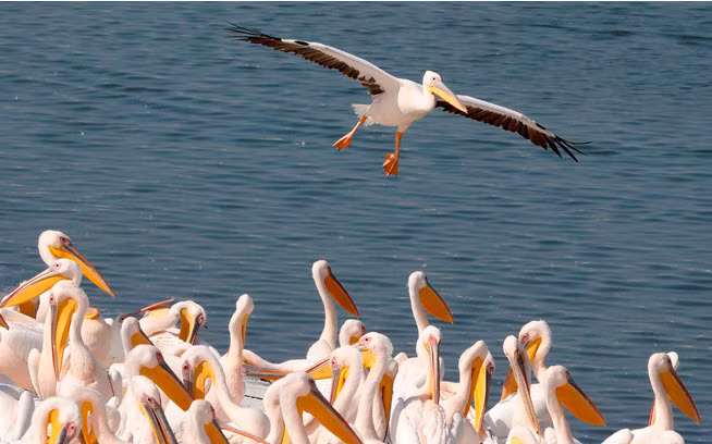 Đàn chim bồ nông kiếm ăn tại một hồ nước ở Mishmar HaSharon, Israel. (Nguồn Guardian)
