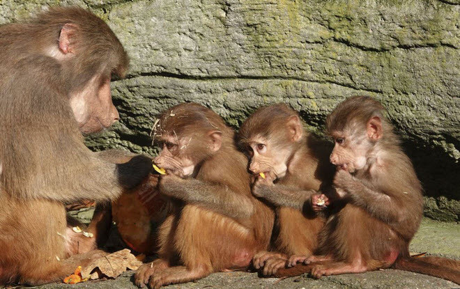 Khỉ mẹ cho con nhỏ ăn trong công viên động vật Hagenbeck ở thành phố Hamburg, Đức. (Nguồn Guardian)