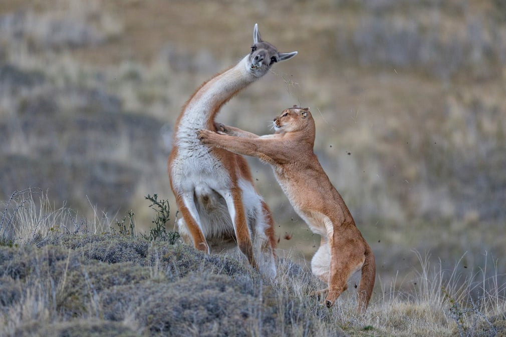 Báo săn lạc đà guanaco ở Patagonia, Argentina. (Nguồn Guardian)
