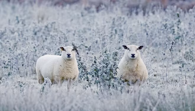 Cặp cừu đứng trên cánh đồng phủ đầy sương muối gần thành phố Baltinglass, Ireland. (Nguồn Guardian)