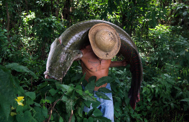 Hình ảnh động vật ấn tượng ghi cảnh ngư dân bắt được con cá hải tượng khổng lồ tại khu bảo tồn Piagacu-Purus ở bang Amazonas, Brazil. (Nguồn Guardian)