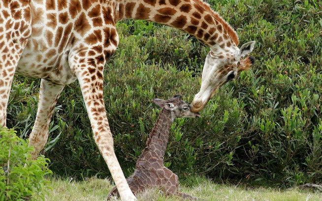 Hươu cao cổ mẹ chăm sóc con sơ sinh trong công viên động vật hoa dã Kragga Kamma, Nam Phi. (Nguồn Guardian)