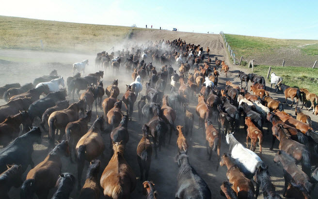 Hình ảnh động vật ấn tượng ghi cảnh đàn ngựa được lùa về chuồng ở Trương Dịch, tỉnh Cam Túc, Trung Quốc. (Nguồn Guardian)