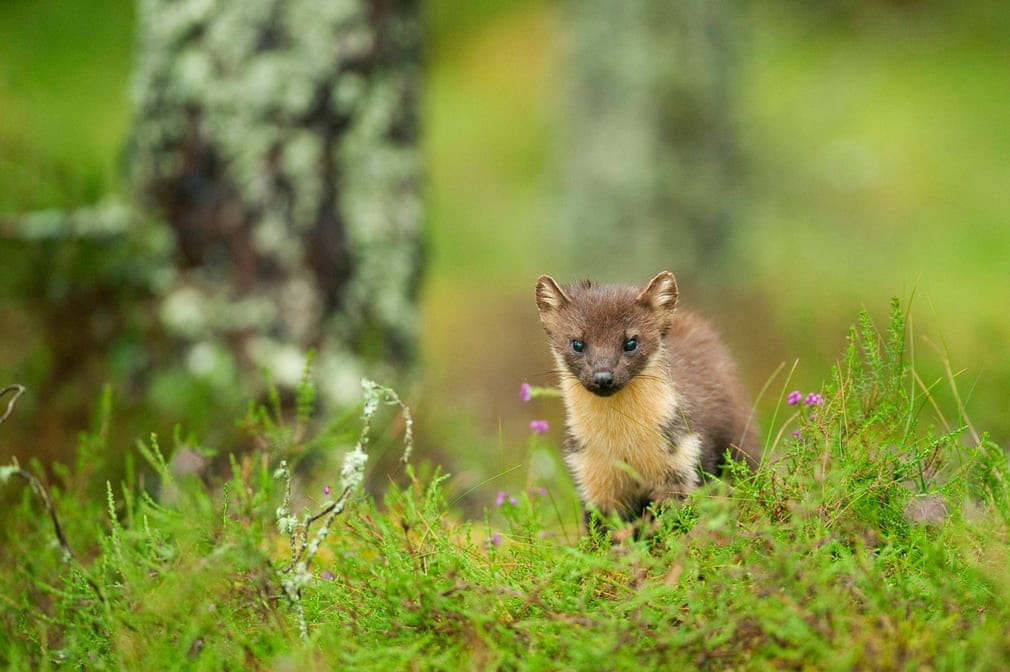 Chồn thông kiếm ăn trên đảo Black, Scotland. (Nguồn Guardian)