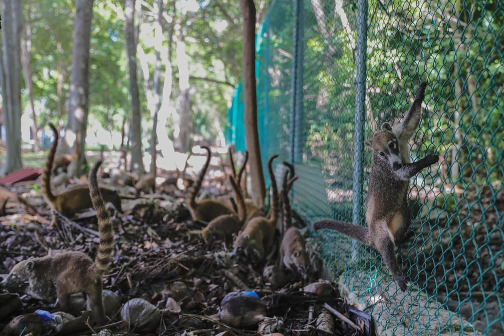Gấu mèo kiếm ăn trong một khu rừng ở Cancún, Mexico. (Nguồn Guardian)