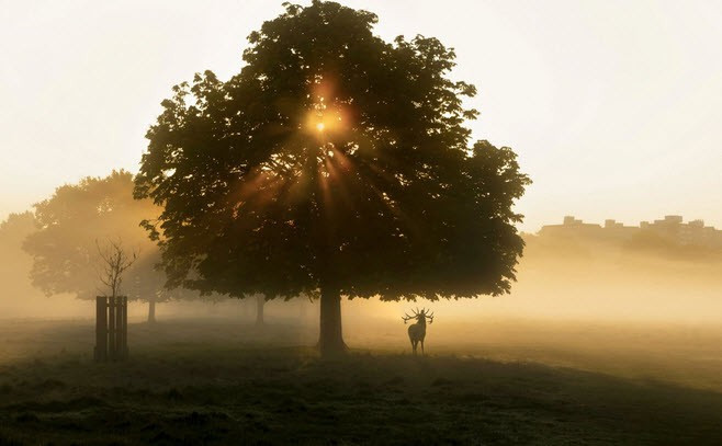  Hươu đực đứng dưới nắng sớm mùa thu trong công viên Richmond ở thành phố London, Anh. (Nguồn Guardian)