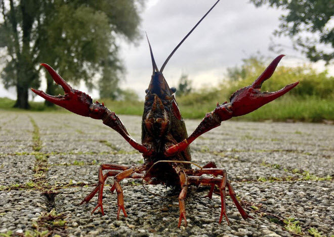 Tôm bò lên bờ hồ sau mưa lớn tại thành phố Bochum, Đức. (Nguồn Guardian)