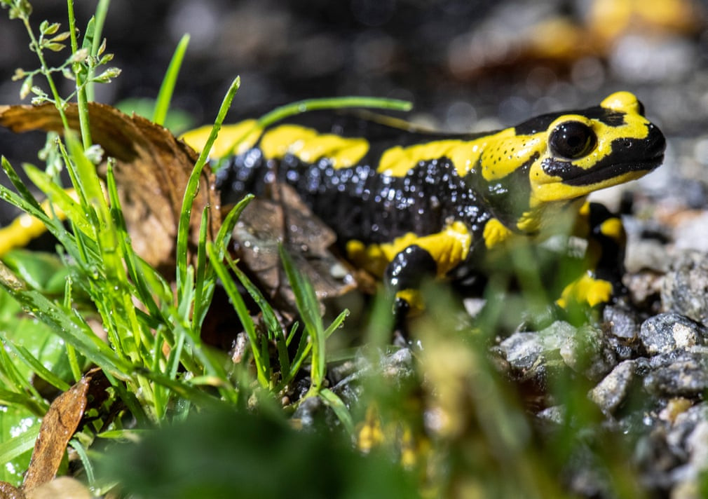 Kỳ giông lửa bò trong rừng ở Oppenau, Baden-Württemberg, Đức. (Nguồn Guardian)