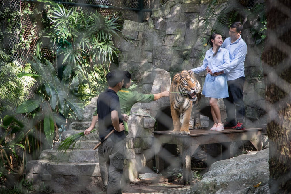 Cặp đôi chụp ảnh với hổ dữ trong khu du lịch Tiger Kingdom ở thành phố Chiang Mai, Thái Lan. (Nguồn Guardian)