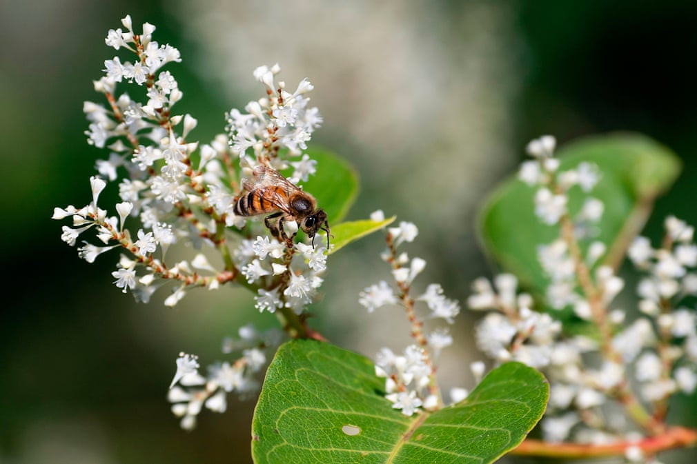 Ong hút phấn hoa ở vùng ngoại ô gần thành phố Cuneo, Italia. (Nguồn Guardian)