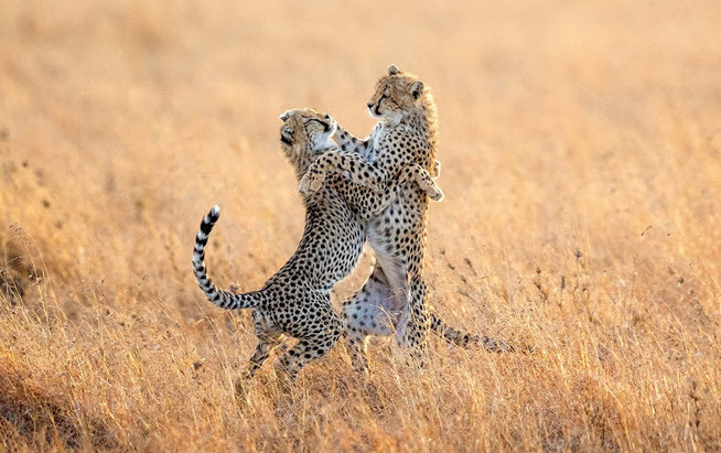 Hình ảnh động vật ấn tượng ghi cảnh cặp báo gấm con trông như đang khiêu vũ trên đồng cỏ trong vườn quốc gia Serengeti, Tanzania. (Nguồn Guardian)