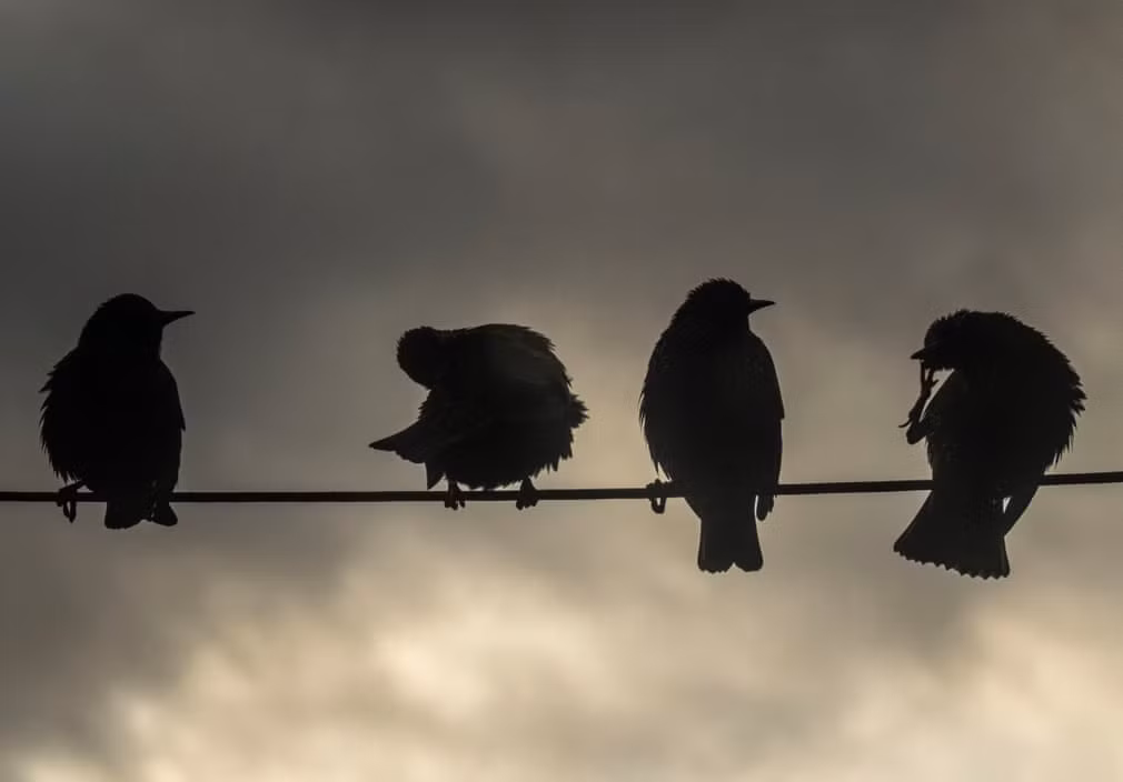 Đàn chim sáo đá đậu trên dây điện thoại ở Shawbost, Scotland. (Nguồn Guardian)
