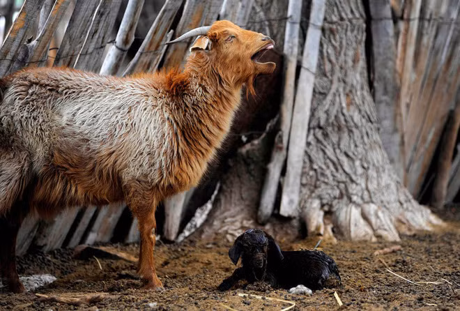 Dê mẹ đứng cạnh con sơ sinh ở thành phố Mendoza, Argentina. (Nguồn Guardian)