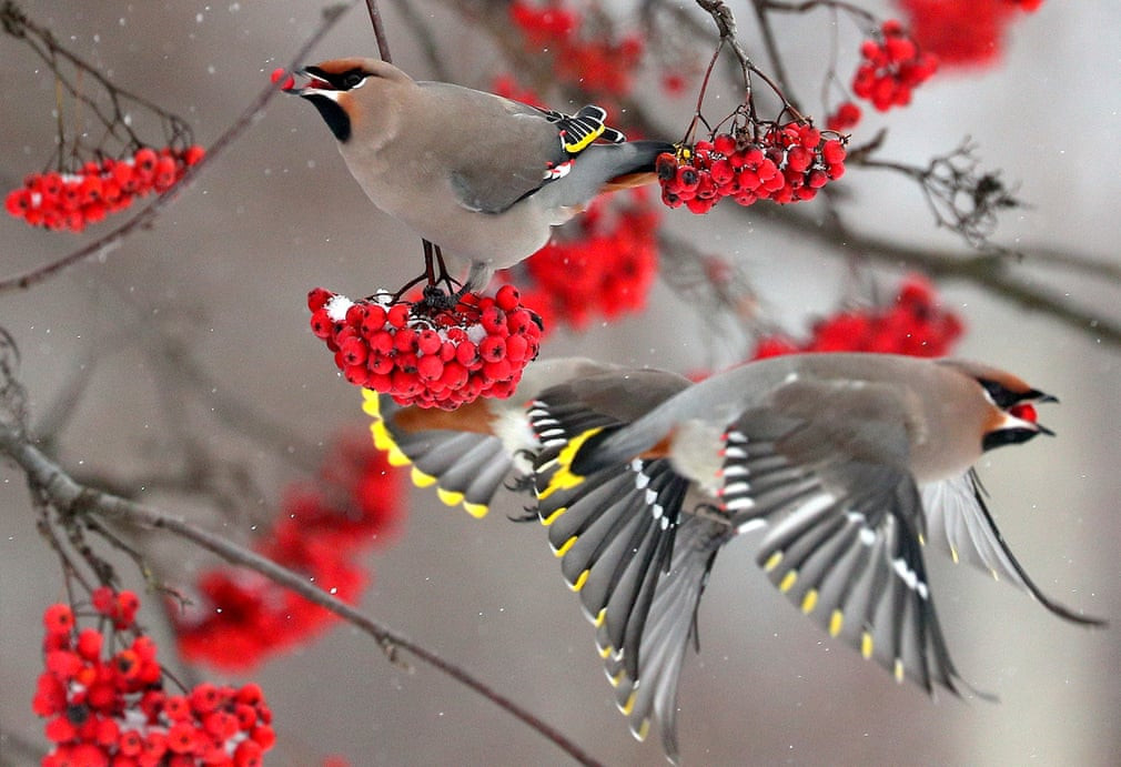 Cặp chim ăn trái thanh lương trà ở vùng Kostroma, Nga. (Nguồn Guardian)