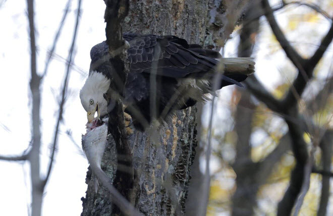  Chim đại bàng đầu trắng ăn cá mà nó bắt được dưới sông Susquehanna gần đập Conowingo ở Havre De Grace, Maryland, Mỹ. (Nguồn Guardian)