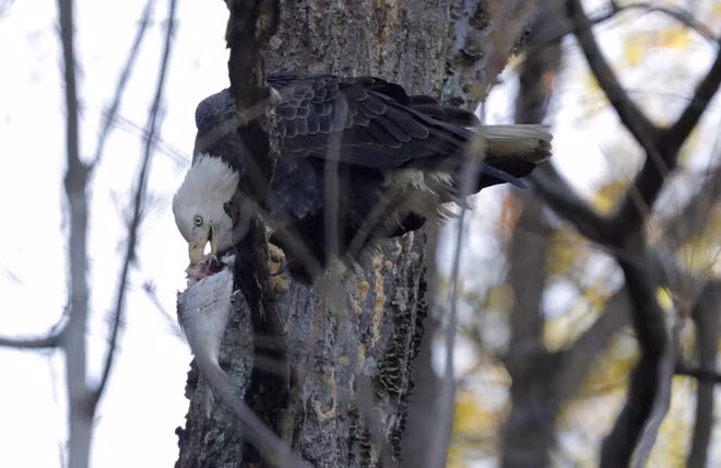  Chim đại bàng đầu trắng ăn cá mà nó bắt được dưới sông Susquehanna gần đập Conowingo ở Havre De Grace, Maryland, Mỹ. (Nguồn Guardian)