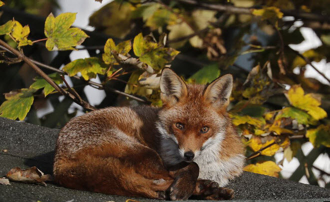 Cáo nằm tắm nắng trong một khu vườn ở thành phố London, Anh. (Nguồn Guardian)