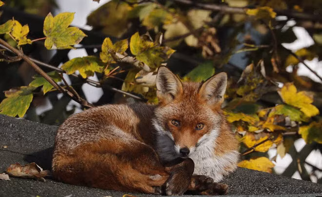 Cáo nằm tắm nắng trong một khu vườn ở thành phố London, Anh. (Nguồn Guardian)