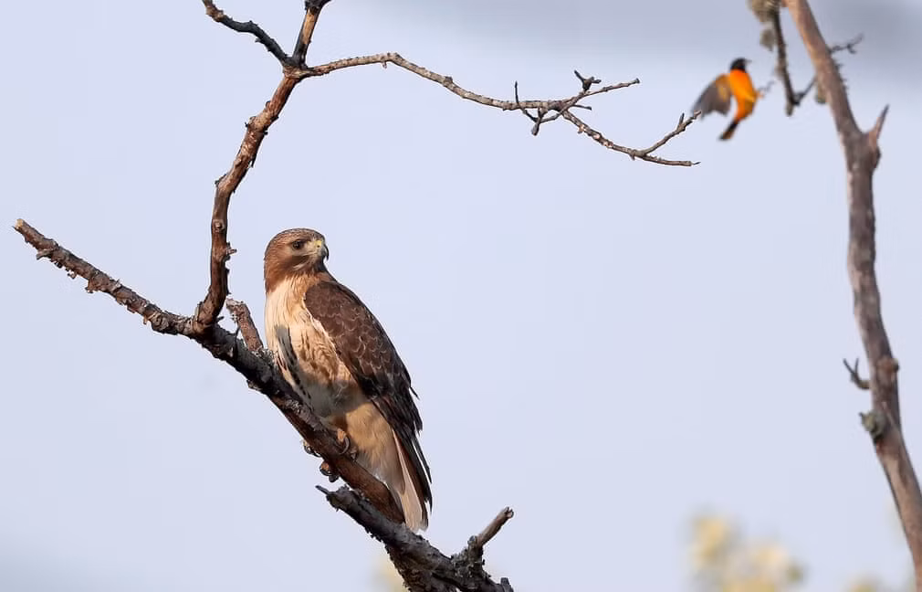 Chim ưng đậu trên cây và quan sát con mồi ở Orleans, bang Massachusetts, Mỹ. (Nguồn Guardian)
