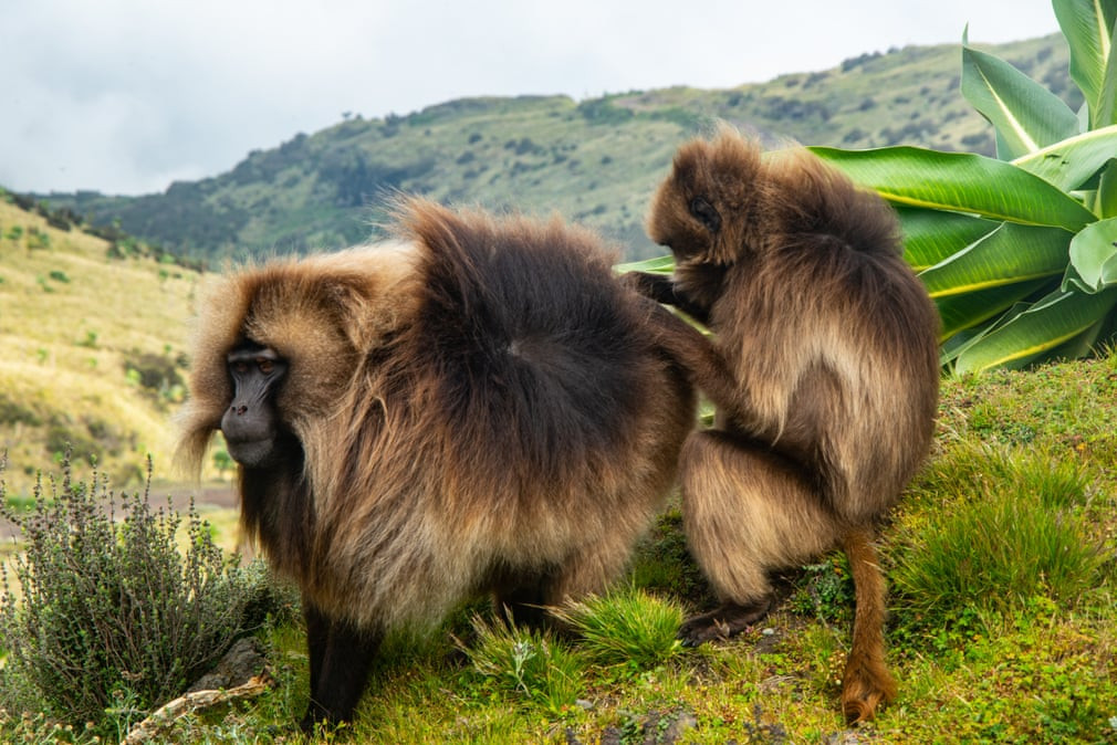 Khỉ gelada bắt rận cho nhau trong một khu bảo tồn thiên nhiên ở Ethiopia. (Nguồn Guardian)