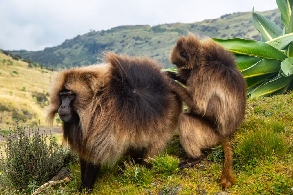 Khỉ gelada bắt rận cho nhau trong một khu bảo tồn thiên nhiên ở Ethiopia. (Nguồn Guardian)