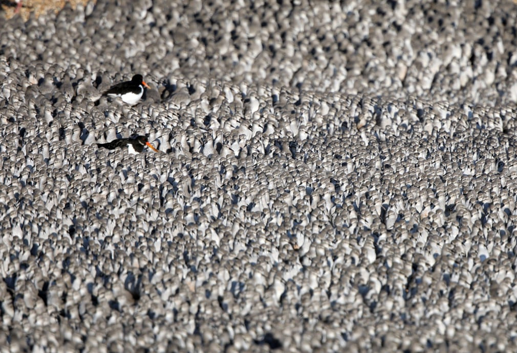 Hàng nghìn con chim mò sò tập trung kiếm ăn tại Snettisham ở Norfolk, Anh. (Nguồn Guardian)