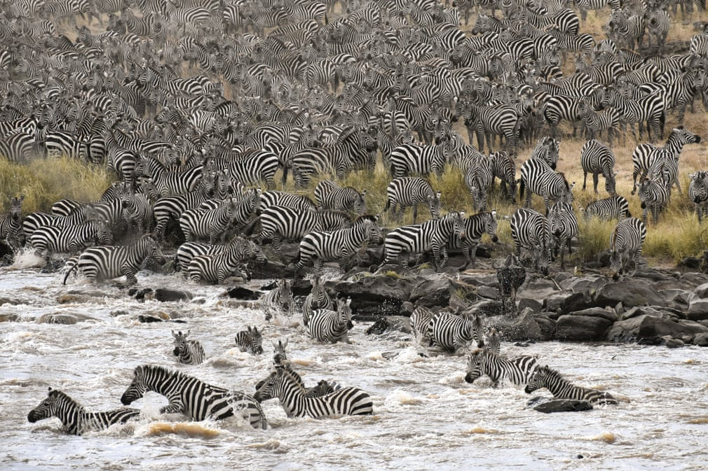 Đàn ngựa vằn vượt sông trong vườn quốc gia Maasai Mara, Kenya. (Nguồn Guardian)