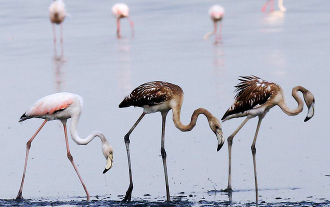 Chim hồng hạc kiếm ăn trên bãi biển ở thành phố Kuwait City, Kuwait. (Nguồn Guardian)