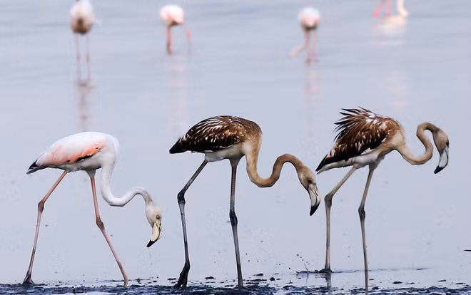 Chim hồng hạc kiếm ăn trên bãi biển ở thành phố Kuwait City, Kuwait. (Nguồn Guardian)