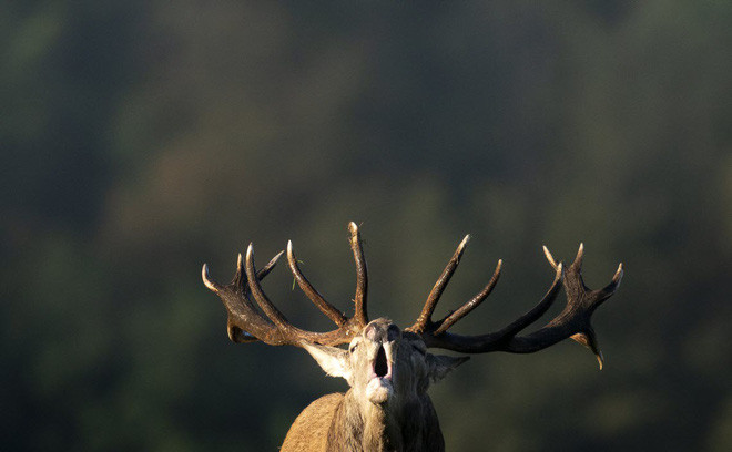  Hươu đực gọi bạn tình trong khu du lịch Domaine des Grottes de Han ở Han-sur-Lesse, Bỉ. (Nguồn Guardian)