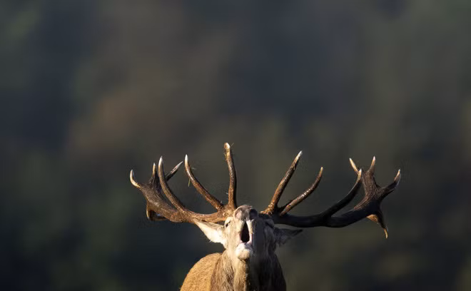  Hươu đực gọi bạn tình trong khu du lịch Domaine des Grottes de Han ở Han-sur-Lesse, Bỉ. (Nguồn Guardian)