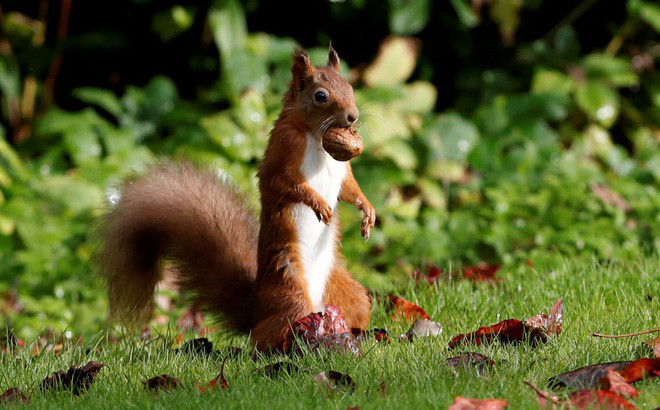 Hình ảnh động vật ấn tượng sóc đỏ tha hạt về tổ để tích trữ thức ăn trong mùa đông ở Pitlochry, Scotland. (Nguồn Guardian)