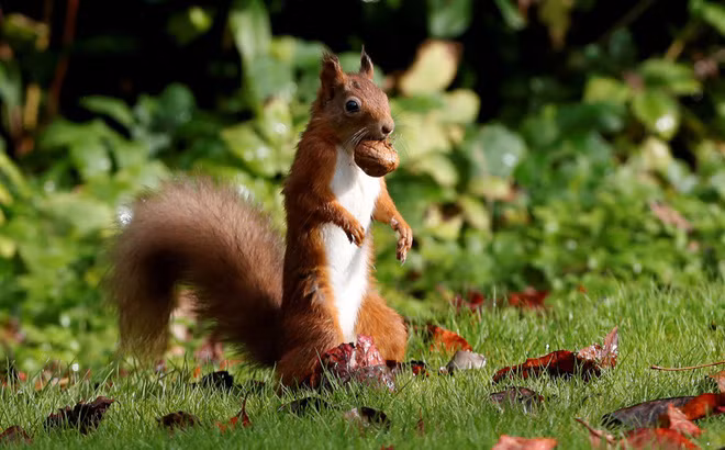 Hình ảnh động vật ấn tượng sóc đỏ tha hạt về tổ để tích trữ thức ăn trong mùa đông ở Pitlochry, Scotland. (Nguồn Guardian)