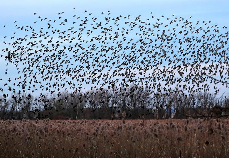 Đàn chim sáo đá bay trên cánh đồng dọc sông Hudson ở Piermont, New York, Mỹ. (Nguồn Guardian)