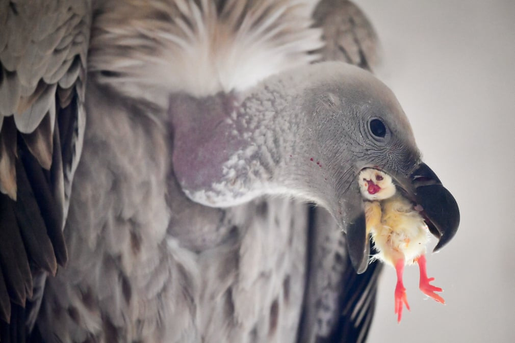 Kền kền ăn thịt chim non trong trung tâm bảo tồn động vật ở Newent, Gloucestershire, Anh. (Nguồn Guardian)